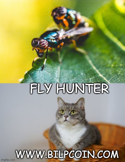 FLY HUNTER; WWW.BILPCOIN.COM | made w/ Imgflip meme maker