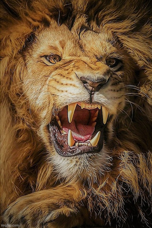 Roaring Lion | image tagged in roaring lion | made w/ Imgflip meme maker