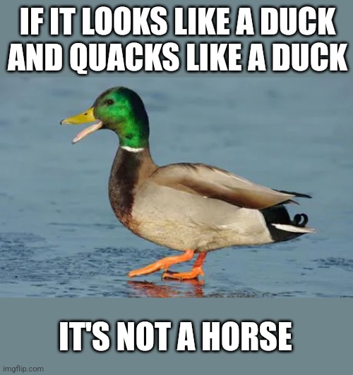 Duck Test | IF IT LOOKS LIKE A DUCK
AND QUACKS LIKE A DUCK; IT'S NOT A HORSE | image tagged in duck,quack,walk,swim,talk,argument | made w/ Imgflip meme maker