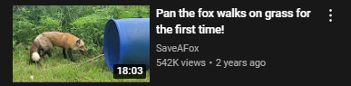 Fox touches grass Blank Meme Template