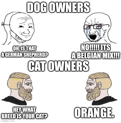 Dog owners vs cat owners | DOG OWNERS; NO!!!!! ITS A BELGIAN MIX!!! OH, IS THAT A GERMAN SHEPHERD? CAT OWNERS; ORANGE. HEY WHAT BREED IS YOUR CAT? | image tagged in chad we know | made w/ Imgflip meme maker