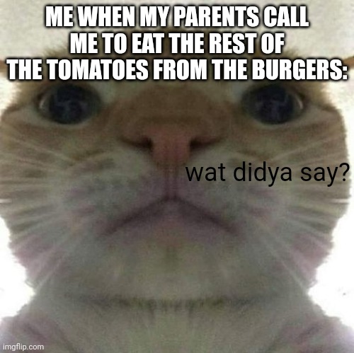 Oh Boy TOMATOES | ME WHEN MY PARENTS CALL ME TO EAT THE REST OF THE TOMATOES FROM THE BURGERS:; wat didya say? | image tagged in cat stare | made w/ Imgflip meme maker