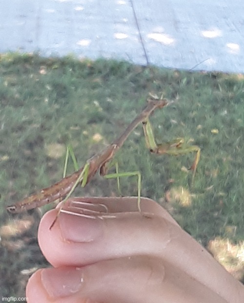 My buddy caught a mantis. | image tagged in praying mantis | made w/ Imgflip meme maker