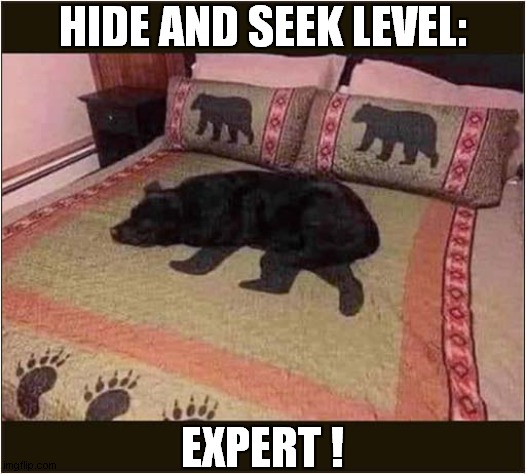Can't Find The Dog ? | HIDE AND SEEK LEVEL:; EXPERT ! | image tagged in dogs,hide and seek,level expert | made w/ Imgflip meme maker