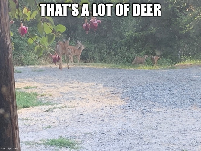 D e e e e e e e e e e e e r | THAT’S A LOT OF DEER | made w/ Imgflip meme maker