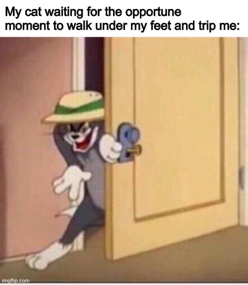 I love my cat but sometimes he’s a nuisance | My cat waiting for the opportune moment to walk under my feet and trip me: | image tagged in sneaky tom | made w/ Imgflip meme maker