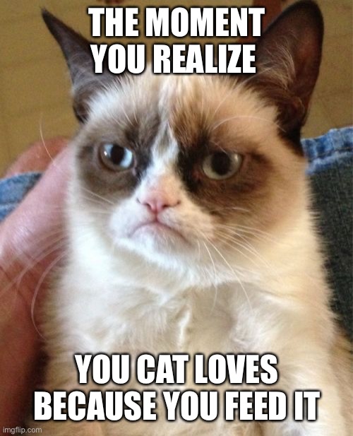 Grumpy Cat Meme | THE MOMENT YOU REALIZE; YOU CAT LOVES BECAUSE YOU FEED IT | image tagged in memes,grumpy cat | made w/ Imgflip meme maker