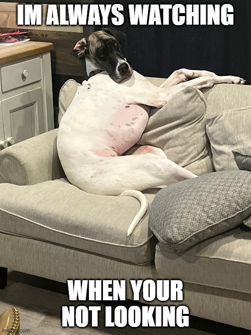 Stare | IM ALWAYS WATCHING; WHEN YOUR NOT LOOKING | image tagged in dog | made w/ Imgflip meme maker