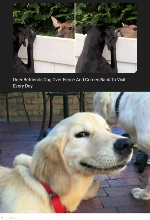 Dog and deer | image tagged in satisfied doggo,dogs,dog,deer,memes,wholesome 100 | made w/ Imgflip meme maker