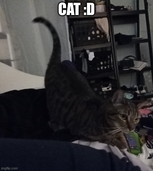 CAT :D | image tagged in cat | made w/ Imgflip meme maker