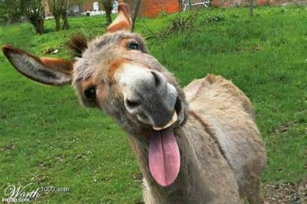 Laughing Donkey | image tagged in laughing donkey | made w/ Imgflip meme maker