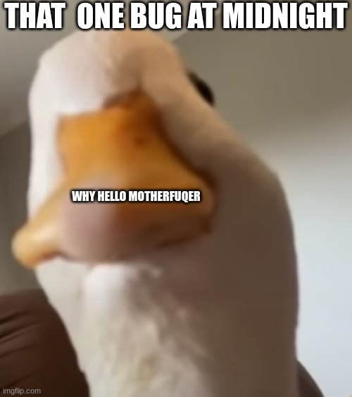 seriously why | THAT  ONE BUG AT MIDNIGHT; WHY HELLO MOTHERFUQER | image tagged in why hello-,why | made w/ Imgflip meme maker