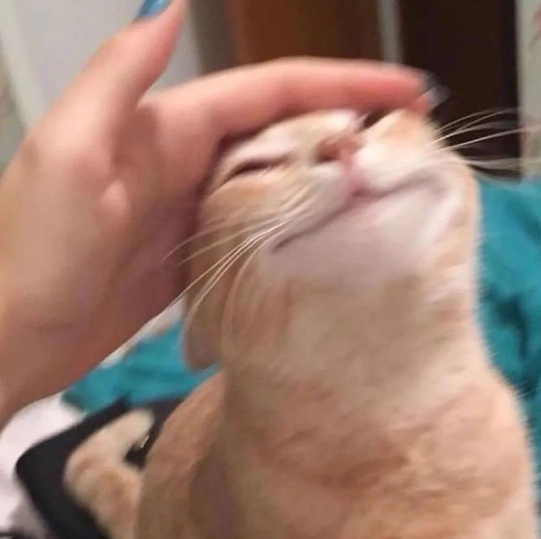 High Quality Happy catto Blank Meme Template