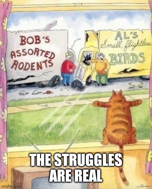 THE STRUGGLES ARE REAL | image tagged in memes,funny,cats | made w/ Imgflip meme maker