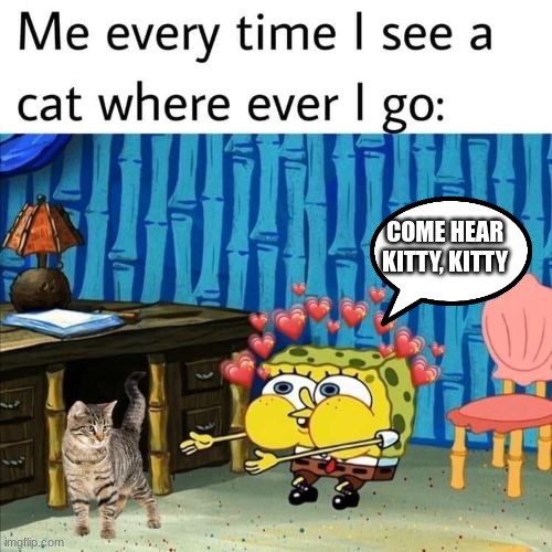 KITTY | COME HEAR KITTY, KITTY | image tagged in spongebob,cat | made w/ Imgflip meme maker