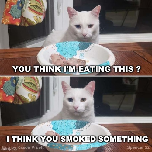 YOU THINK I'M EATING THIS ? I THINK YOU SMOKED SOMETHING | image tagged in egg the cat,nasty food,its not going to happen,you had one job,unsettled tom,smudge the cat | made w/ Imgflip meme maker