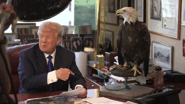 Eagle Attacking Trump Meme Blank Meme Template