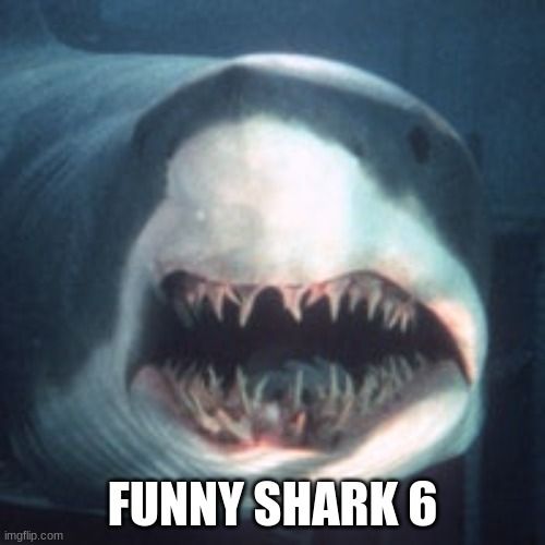 FUNNY SHARK 6 | made w/ Imgflip meme maker