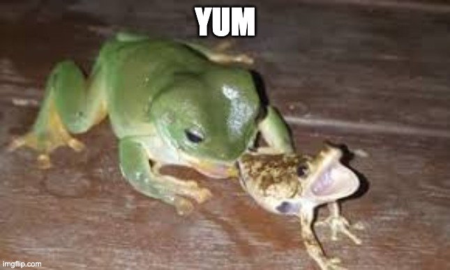 cannibal frog | YUM | image tagged in cannibal frog | made w/ Imgflip meme maker