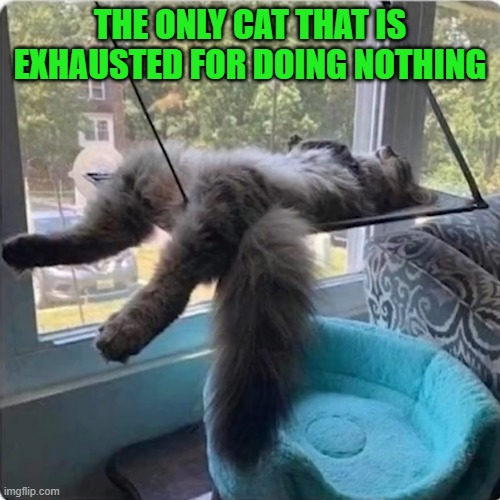 THE ONLY CAT THAT IS EXHAUSTED FOR DOING NOTHING | image tagged in cats | made w/ Imgflip meme maker