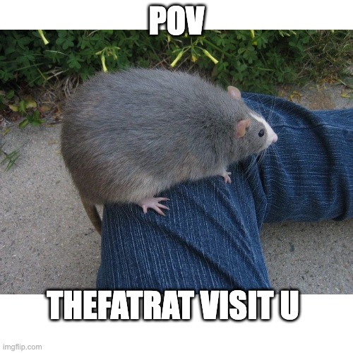 i'mna leave the thing here also golden ratio | POV; THEFATRAT VISIT U | image tagged in mouse,pov | made w/ Imgflip meme maker