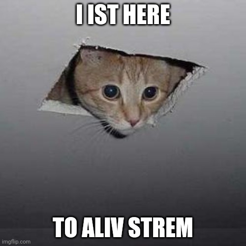 Ceiling Cat | I IST HERE; TO ALIV STREM | image tagged in memes,ceiling cat | made w/ Imgflip meme maker