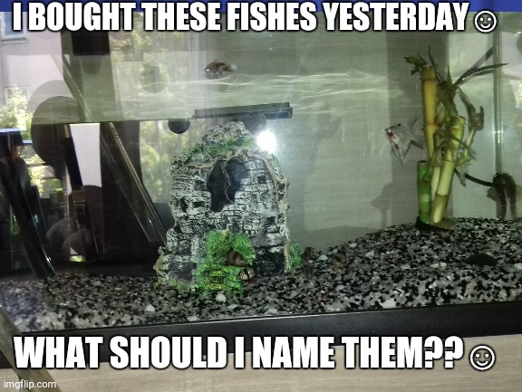 my new fishes 22 August 2022 | I BOUGHT THESE FISHES YESTERDAY☺; WHAT SHOULD I NAME THEM??☺ | image tagged in new fishes,fish | made w/ Imgflip meme maker