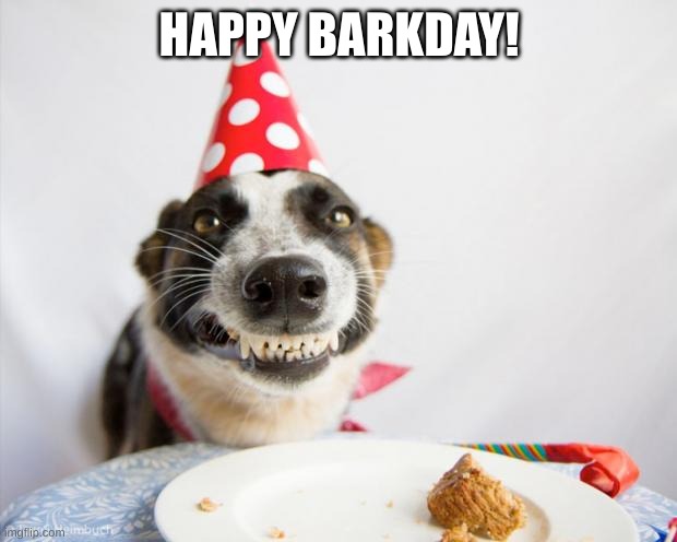 birthday dog | HAPPY BARKDAY! | image tagged in birthday dog | made w/ Imgflip meme maker