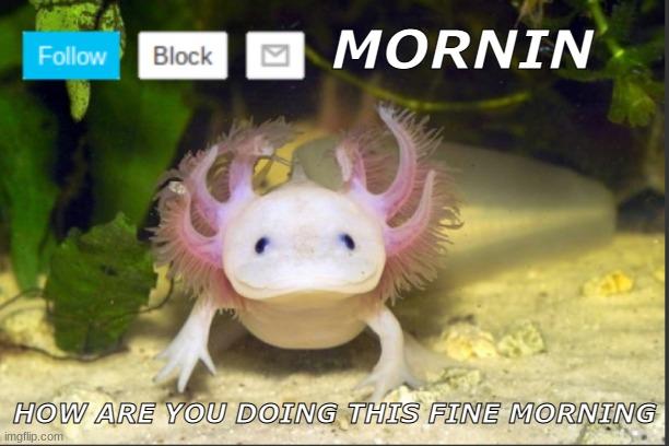 Mornin MSMG | MORNIN; HOW ARE YOU DOING THIS FINE MORNING | image tagged in axolotldudes announcement template | made w/ Imgflip meme maker