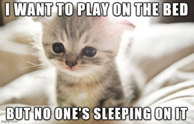 image tagged in cats | made w/ Imgflip meme maker