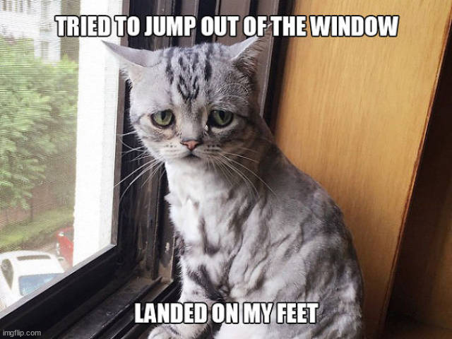 image tagged in cats | made w/ Imgflip meme maker