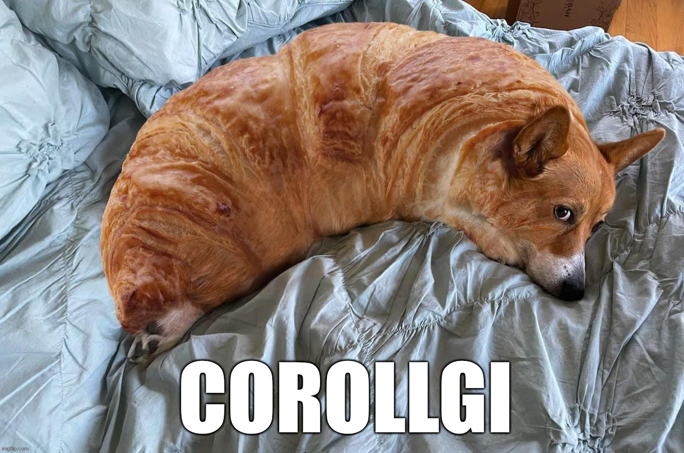 COROLLGI | image tagged in corgi,totally looks like | made w/ Imgflip meme maker