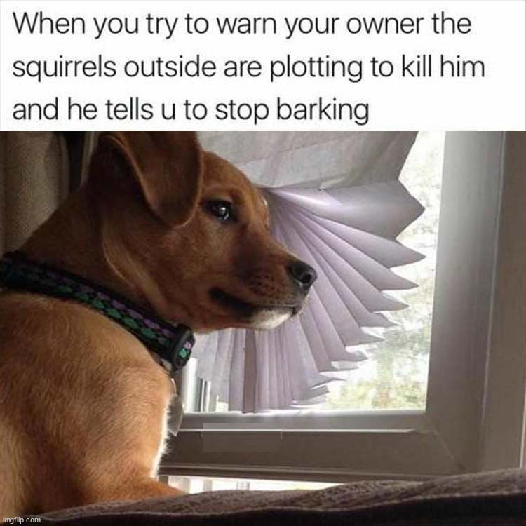 image tagged in dogs | made w/ Imgflip meme maker
