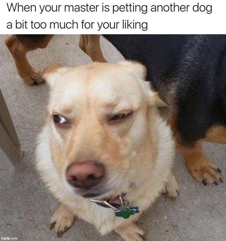 image tagged in dogs | made w/ Imgflip meme maker