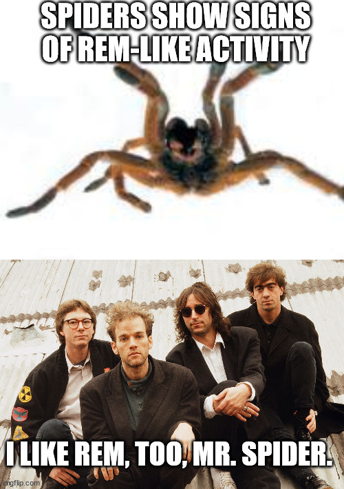 Driver 8 is my favorite REM song. | SPIDERS SHOW SIGNS OF REM-LIKE ACTIVITY; I LIKE REM, TOO, MR. SPIDER. | image tagged in happy tarantula,rem | made w/ Imgflip meme maker