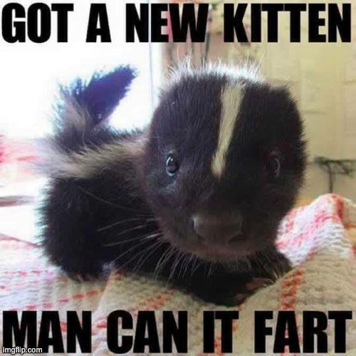 image tagged in skunk,kitten,cat | made w/ Imgflip meme maker