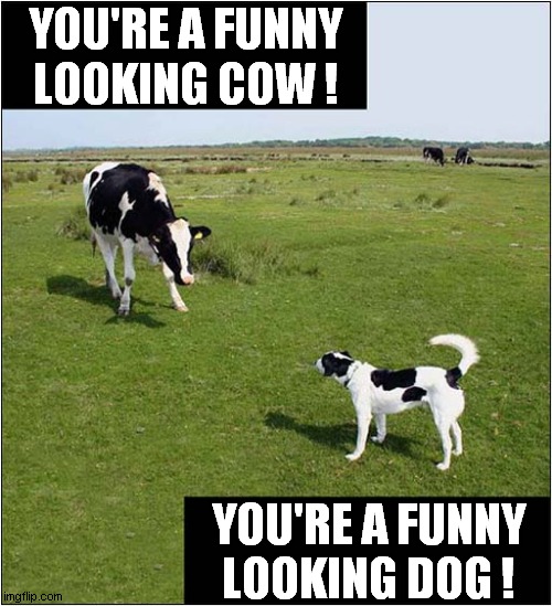 Identity Confusion ! | YOU'RE A FUNNY LOOKING COW ! YOU'RE A FUNNY LOOKING DOG ! | image tagged in fun,identity,confusion,cows,dogs | made w/ Imgflip meme maker