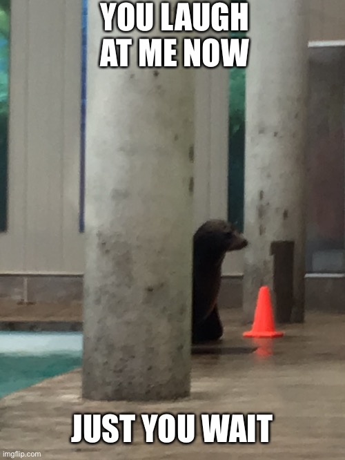 Just You Wait | YOU LAUGH AT ME NOW; JUST YOU WAIT | image tagged in meme,animal,seal | made w/ Imgflip meme maker