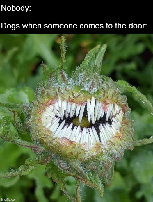 Back Away Slowly | Nobody:
 
Dogs when someone comes to the door: | image tagged in meme,memes,humor | made w/ Imgflip meme maker