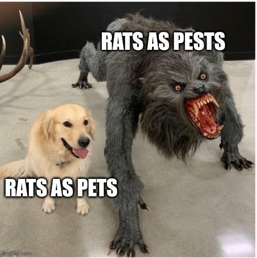 I'm back and I'ma try to be making memes more regularly | RATS AS PESTS; RATS AS PETS | image tagged in dog wolf | made w/ Imgflip meme maker