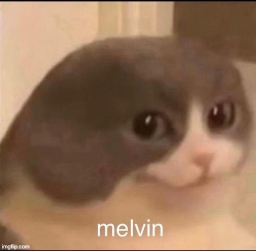melvin! | image tagged in melvin,memes,funny,cat,cute,aww | made w/ Imgflip meme maker