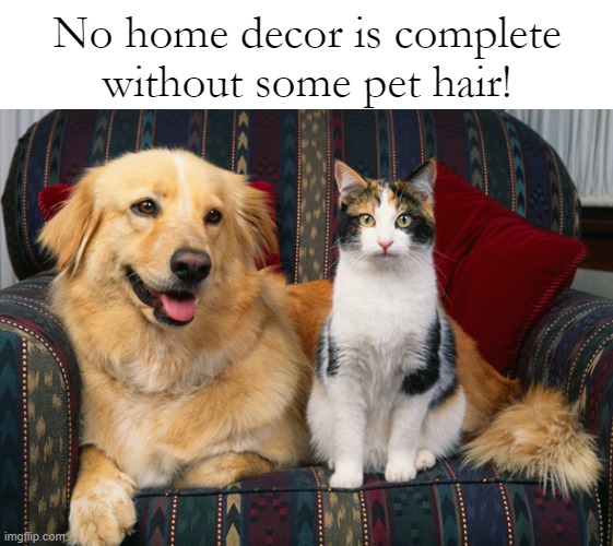 Funny pets | No home decor is complete without some pet hair! | image tagged in pets,dogs,cats,cute cats,cute dogs,memes | made w/ Imgflip meme maker