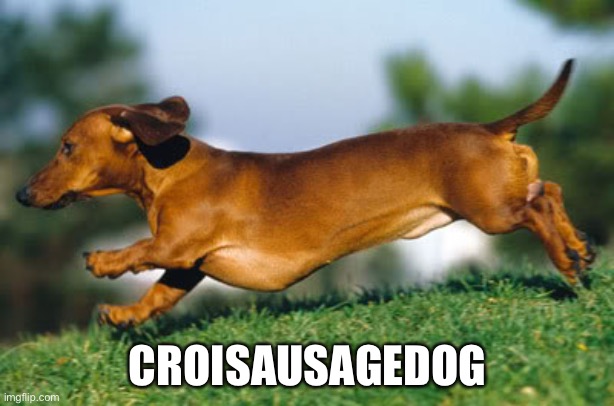 Birthday Daschund | CROISAUSAGEDOG | image tagged in birthday daschund | made w/ Imgflip meme maker