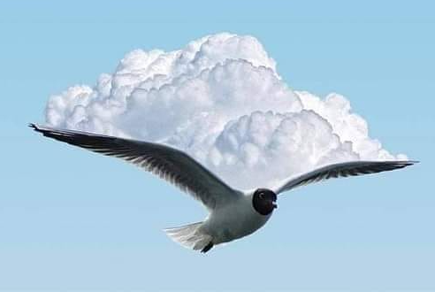 gaviota Blank Meme Template