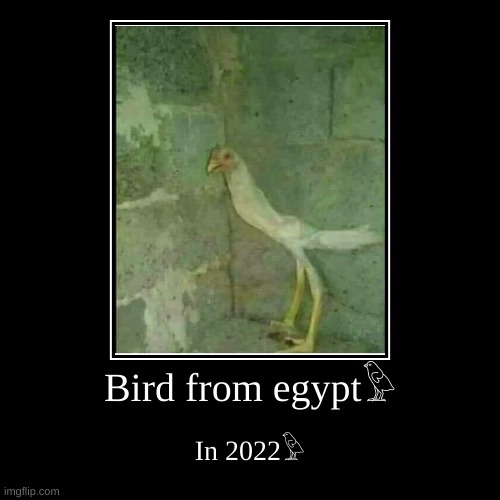 Bird from egypt is back ? | image tagged in funny,demotivationals,birds,bird,bird from egypt,rickroll hahahahahahhahahahah | made w/ Imgflip demotivational maker