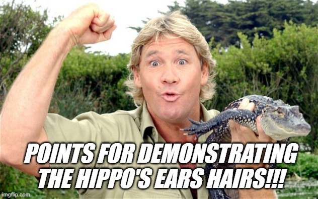 Steve Irwin | POINTS FOR DEMONSTRATING THE HIPPO'S EARS HAIRS!!! | image tagged in steve irwin | made w/ Imgflip meme maker