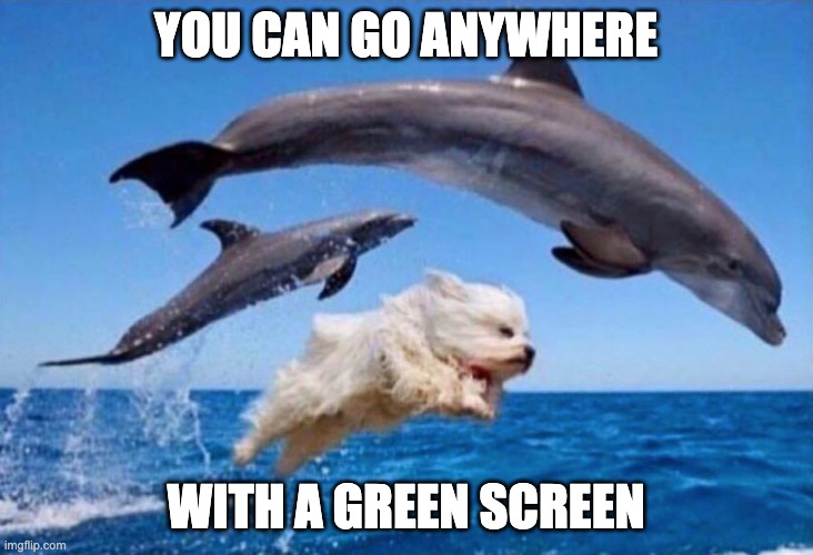 Dog swims with dolphins  | YOU CAN GO ANYWHERE; WITH A GREEN SCREEN | image tagged in dog swims with dolphins | made w/ Imgflip meme maker