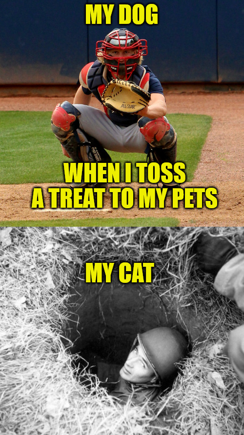 The difference in Dogs and Cats | MY DOG; WHEN I TOSS A TREAT TO MY PETS; MY CAT | image tagged in cats vs dogs | made w/ Imgflip meme maker