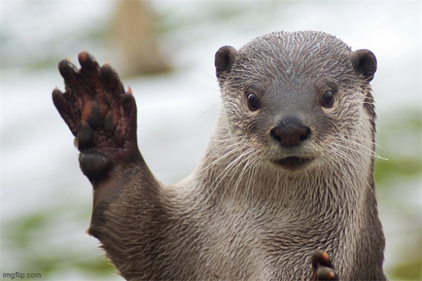 Welcome Back, Otter. | image tagged in welcome back otter | made w/ Imgflip meme maker
