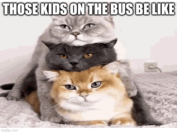 cats on cats | THOSE KIDS ON THE BUS BE LIKE | image tagged in cats,crammed,funny | made w/ Imgflip meme maker